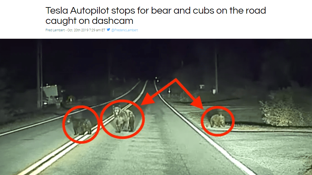 tesla dashcam : bears on the road